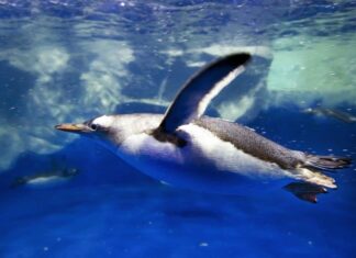 Gentoo Penguin in the Arctic