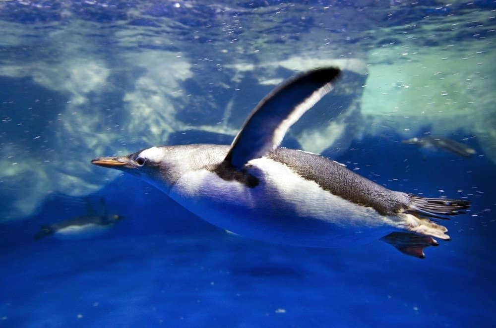 Pinguini Gentoo che nuotano sott'acqua nell'Oceano Artico meridionale