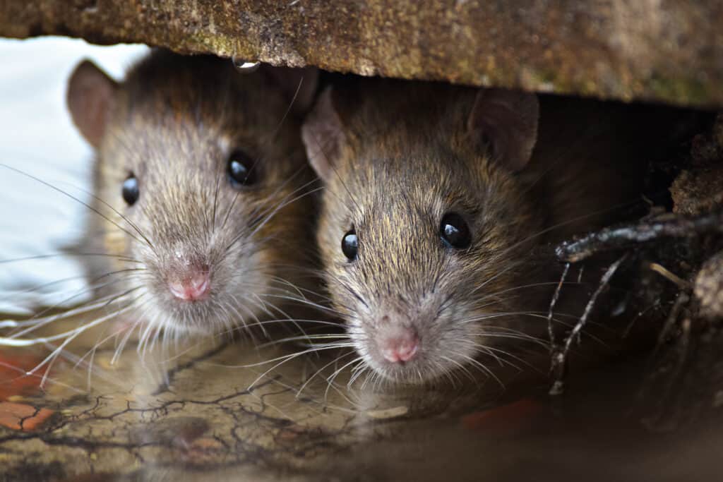 Due ratti marroni che spuntano da un nascondiglio