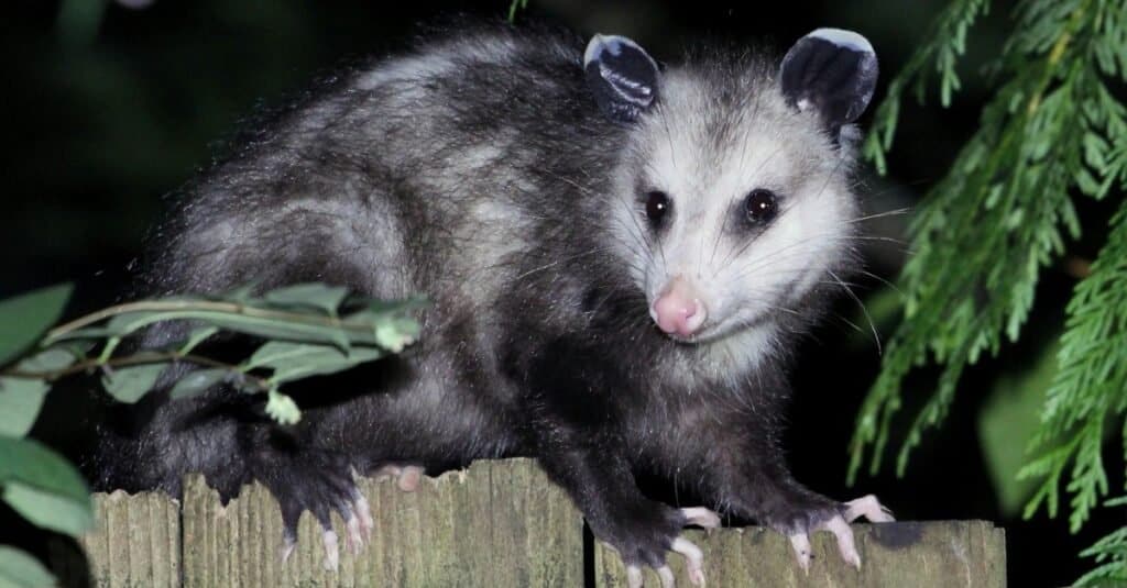 Gli opossum fanno finta di morire
