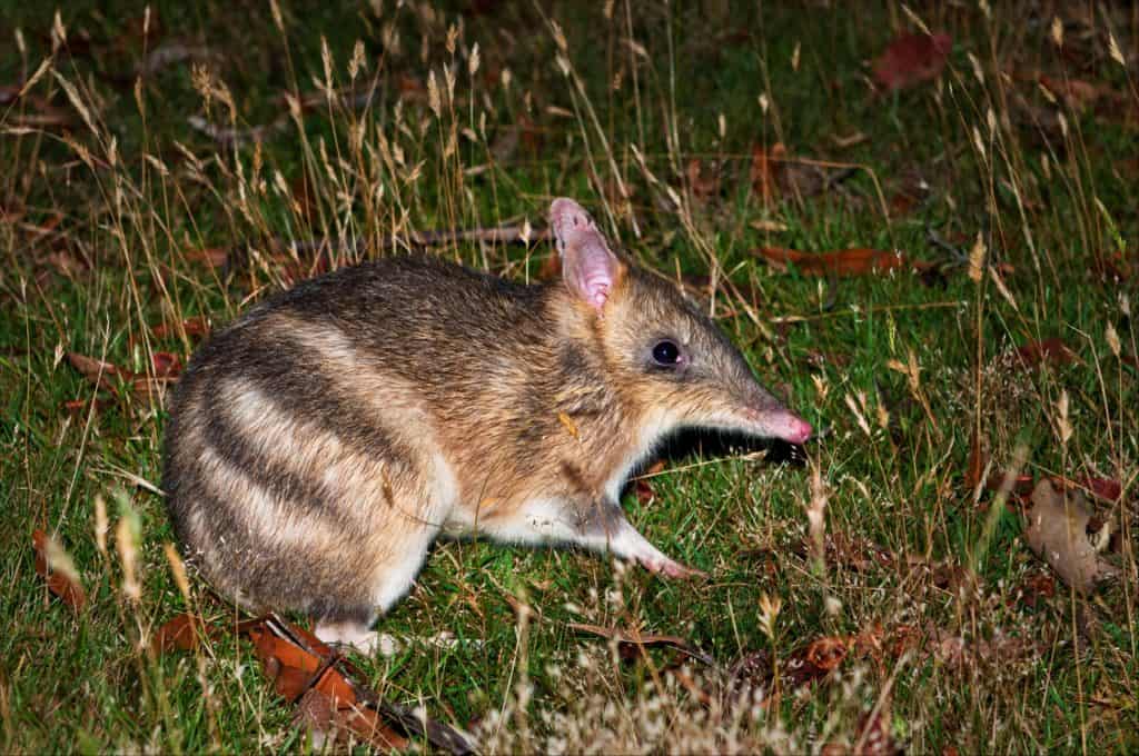 Bandicoot in erba