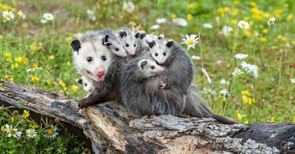 Una madre opossum porta i suoi cinque bambini sulla schiena e spaventa un tronco caduto in un campo di margherite Shasta.  La madre e la sua prole sono grigi con facce bianche e musi rosa.
