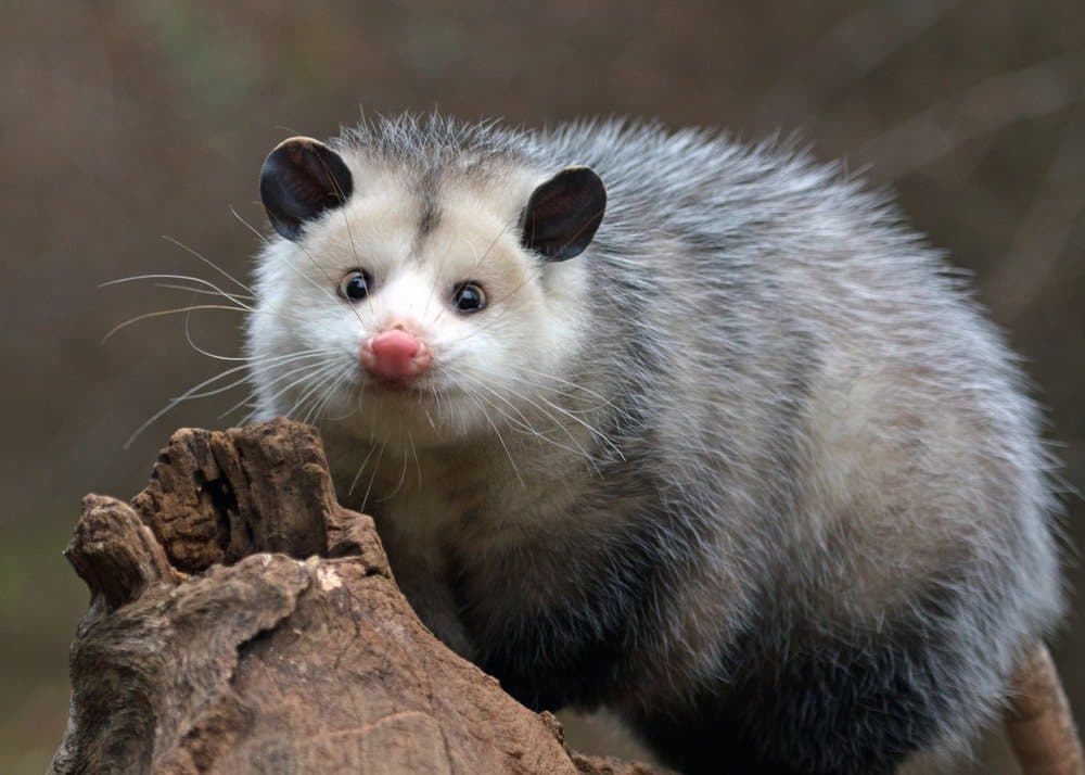 Opossum