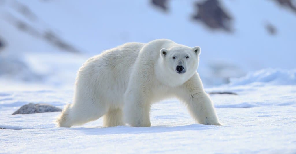 Predatore all'apice: orso polare