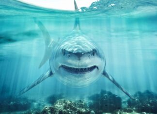 Gli squali più scioccanti su Instagram
