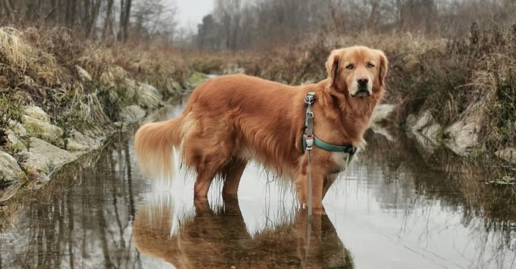 Husky Golden retriever mix, Goberian, giocando in un fiume.