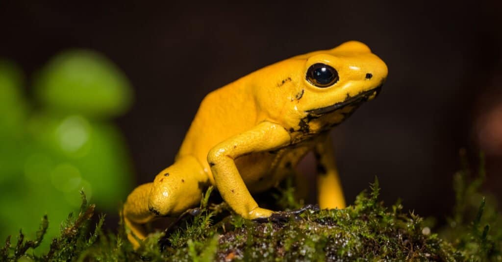Animale giallo - Rana dardo avvelenata d'oro