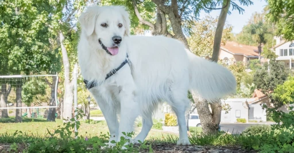 Bellissimo Golden Retriever inglese crema che gioca nel parco.