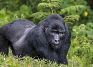 Quanti gorilla sono rimasti nel mondo?
