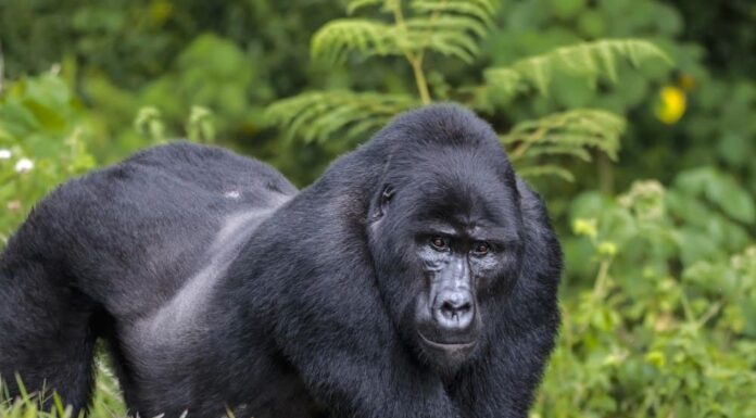Quanti gorilla sono rimasti nel mondo?
