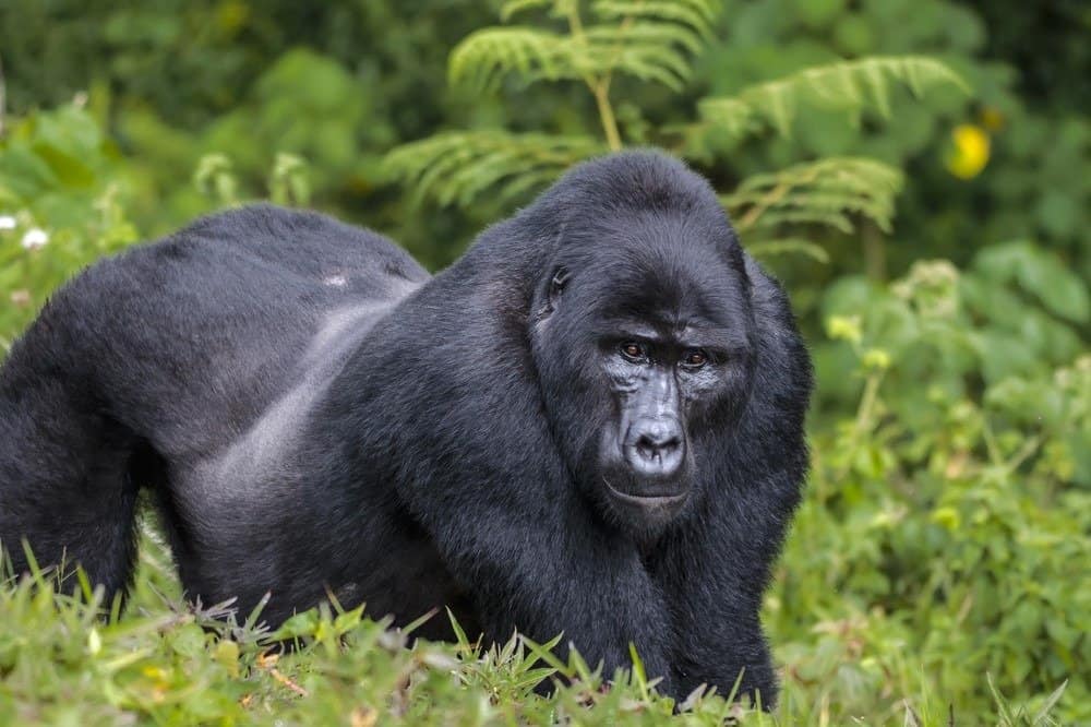Maschio posteriore d'argento del gorilla orientale nella foresta pluviale.
