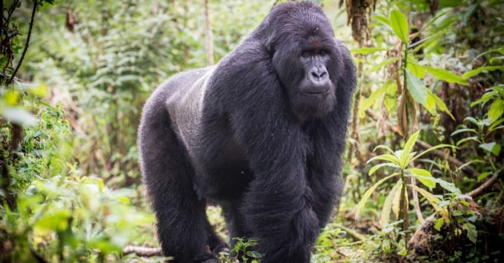 Un gorilla di montagna maschio dal dorso argentato nel Parco Nazionale dei Vulcani, Ruanda