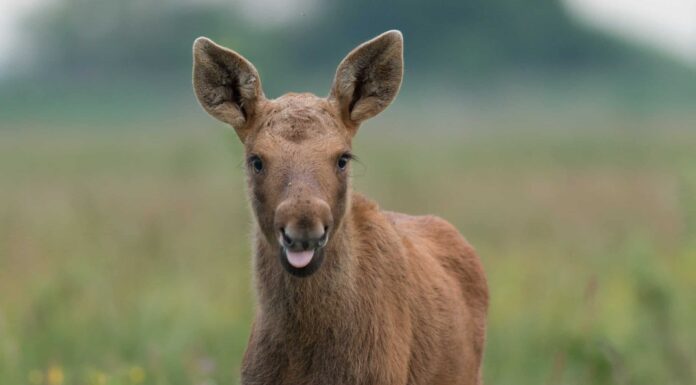 Guarda Twin Baby Moose che gioca adorabilmente negli sprinkler
