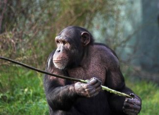 Guarda Uno scimpanzé colpisce l'evoluzione della velocità della luce dopo aver appreso che i bastoncini possono essere armi in battaglia
