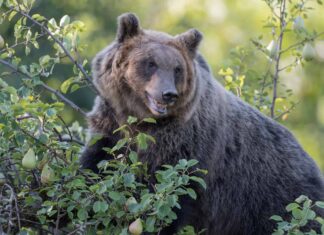 Guarda il filmato dell'orso più raro sulla Terra: l'orso marsicano
