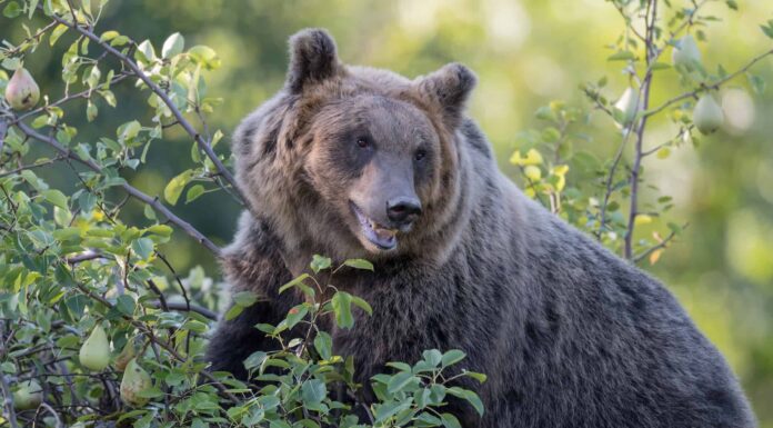 Guarda il filmato dell'orso più raro sulla Terra: l'orso marsicano
