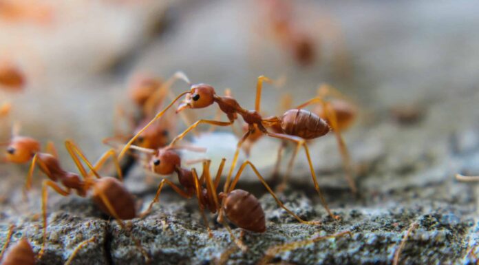 Guarda le formiche entrare in un vortice cultistico a 