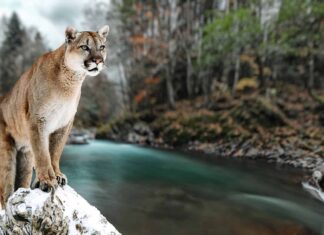 Guarda l'incredibile situazione di stallo tra un puma e un orso
