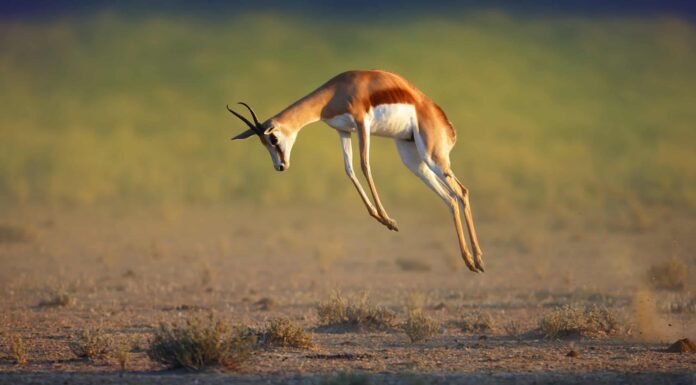 Guarda questa antilope impaziente che salta dentro e fuori dalle fauci di un coccodrillo
