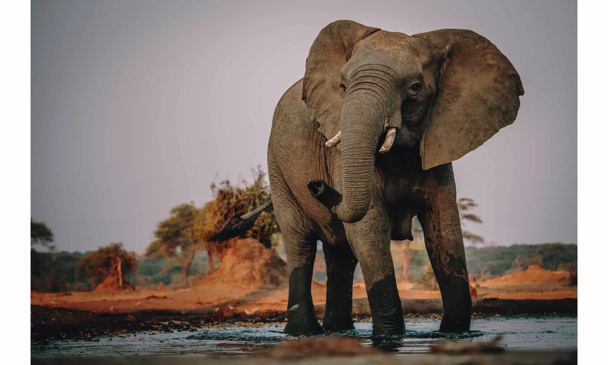 12 tipi di grandi animali terrestri