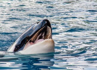Guarda sbalorditivi filmati con drone di orche assassine che cacciano in mare aperto

