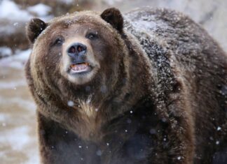 Guarda un Grizzly Imboscata a tre alci a Denali
