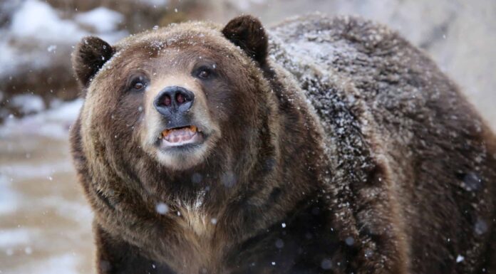 Guarda un Grizzly Imboscata a tre alci a Denali
