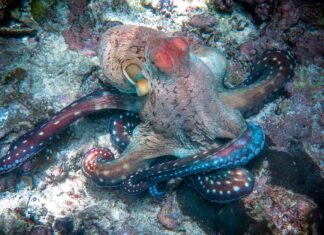 Guarda un Octopus Ace un test di intelligenza con una soluzione inaspettata
