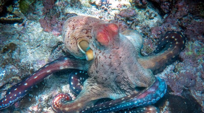 Guarda un Octopus Ace un test di intelligenza con una soluzione inaspettata
