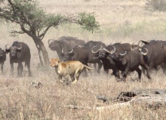 Guarda un intero branco di bufali venire a difendere uno di loro da un leone
