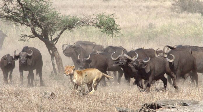 Guarda un intero branco di bufali venire a difendere uno di loro da un leone
