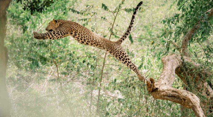 Guarda un leopardo fare un salto incredibilmente coraggioso tra i rami per catturare una scimmia
