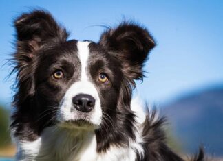 Guarda un lupo e un Border Collie incontrarsi faccia a faccia
