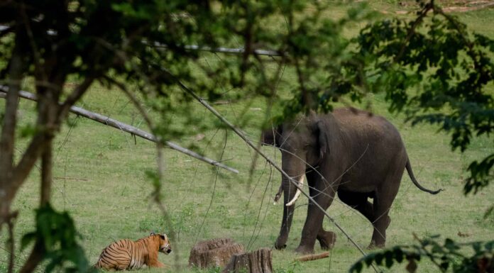 Guarda una tigre disperata sfida un elefante adulto
