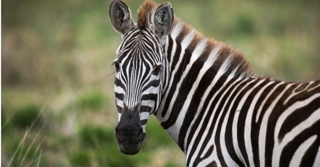 Cosa mangiano le zebre