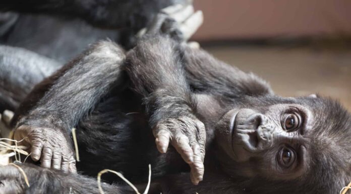 Guardare questo cucciolo di gorilla e scimmia giocare è semplicemente adorabile

