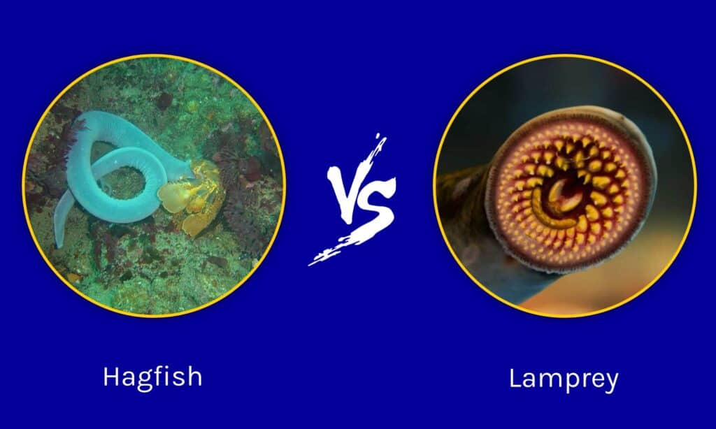 Hagfish contro Lampreda