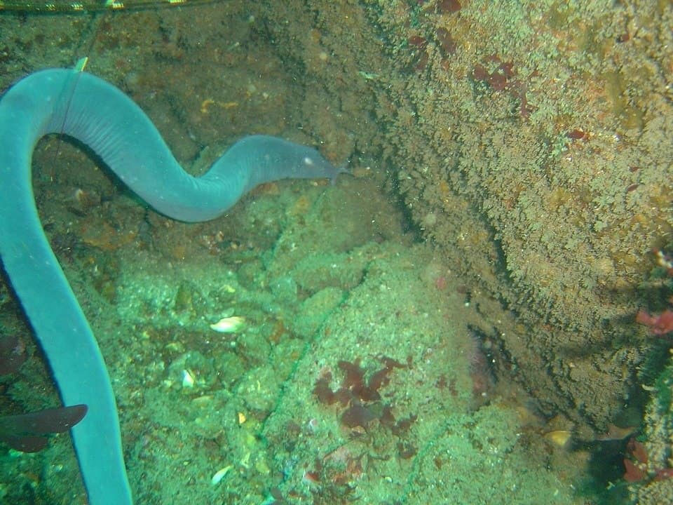Sei gill hagfish Eptatretus hexatrema presso il relitto della Oakburn a Duiker Point sulla Penisola del Capo