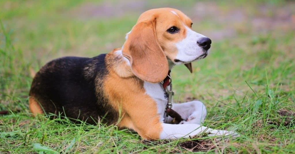 Beagle Harrier cane sull'erba
