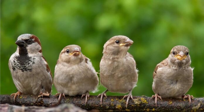 House Sparrow (English Sparrow)