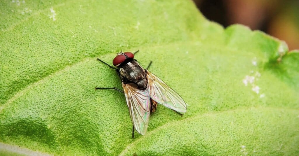 mosca domestica su foglia verde