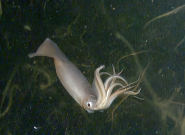 Calamaro di Humboldt