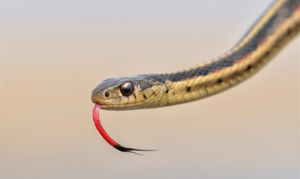 Colpo alla testa di un serpente giarrettiera che muove la lingua