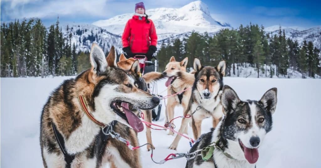 Cani da slitta husky dell'Alaska pronti per andare nella natura selvaggia della montagna artica.