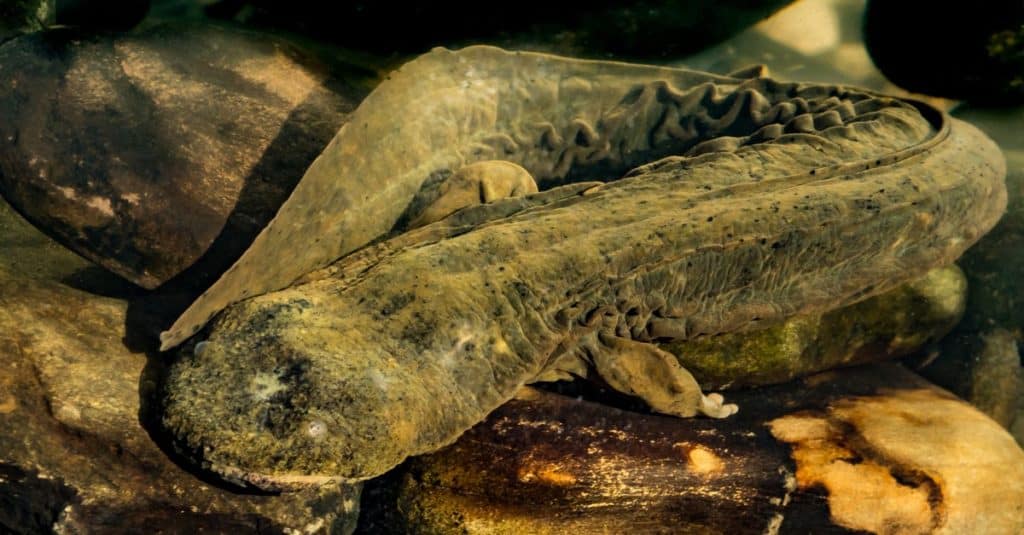 Uno dei più grandi anfibi del mondo è la salamandra dominatrice dell'inferno