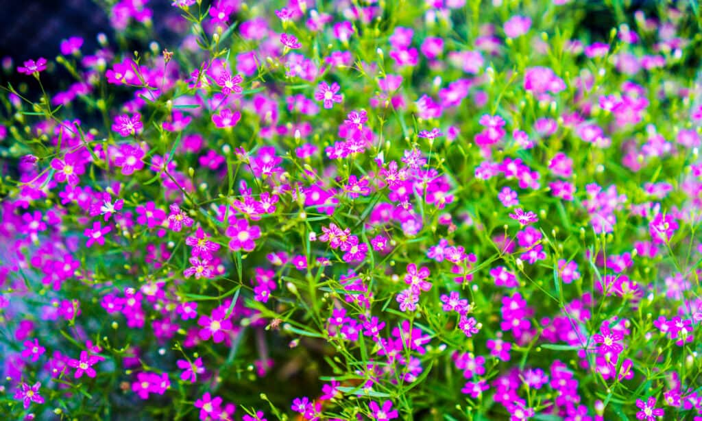 Calandrinia Ciliata detta anche damigelle rosse