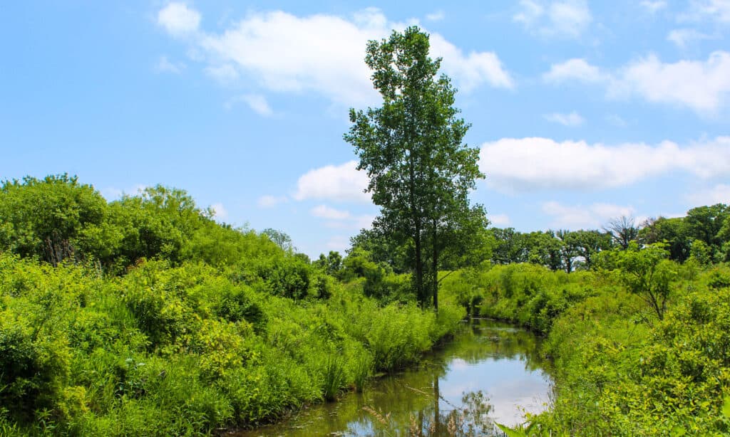 Middlefork savana Illinois