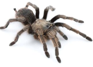 One of the biggest spiders in California is the newly discovered Johnny Cash tarantula