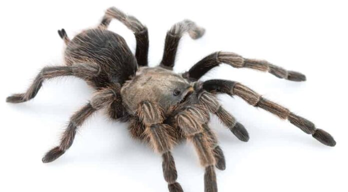 One of the biggest spiders in California is the newly discovered Johnny Cash tarantula