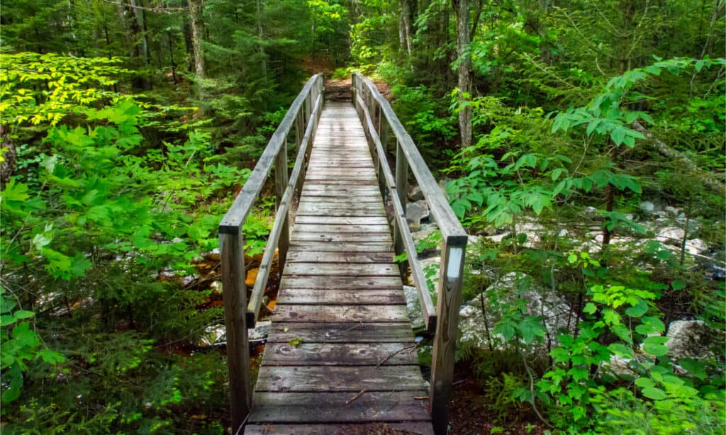 Un ponte di legno nella foresta, che collega due sponde del fiume.